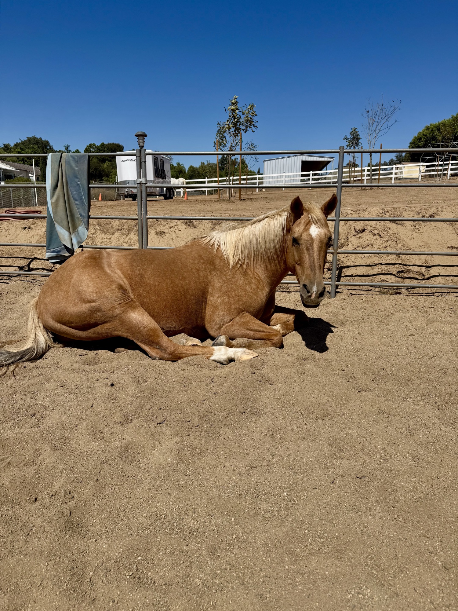 Candy, a palomino horse, lying down in the sand of a pen