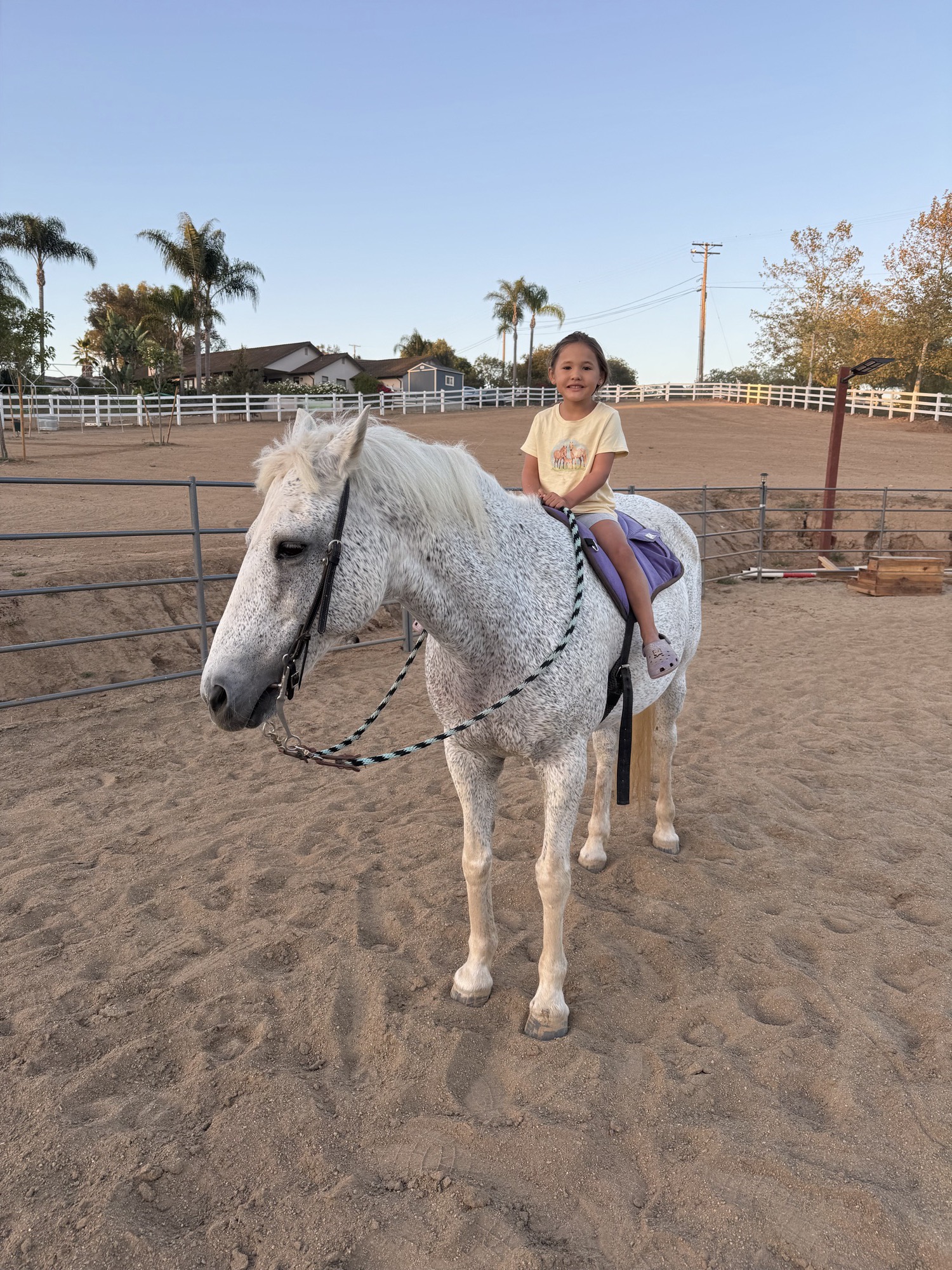 A young girl sits on a lavender pad atop a dappled gray horse in the arena on a sunny evening