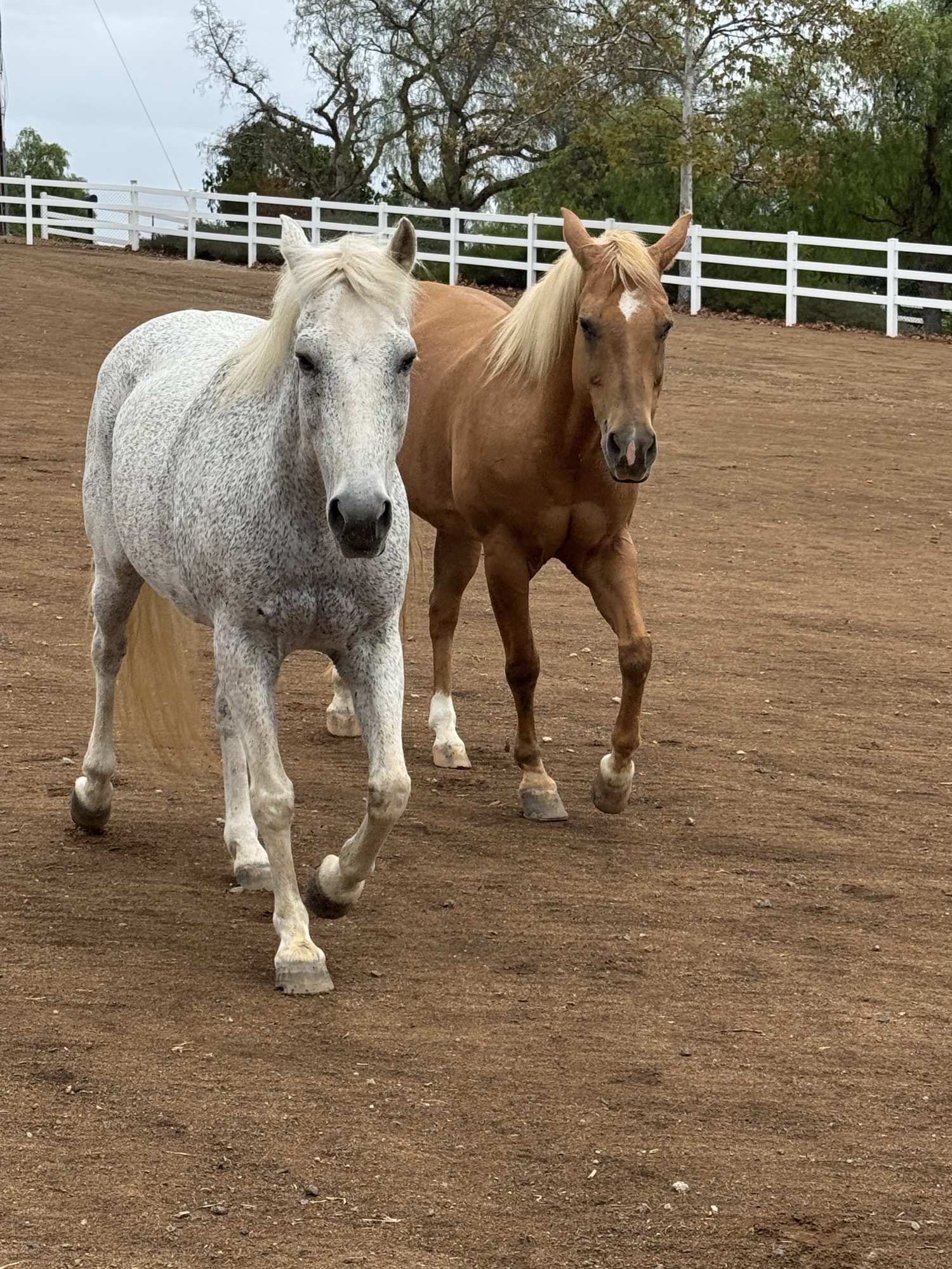 A dappled gray horse and a palomino horse walk side by side across the dirt arena
