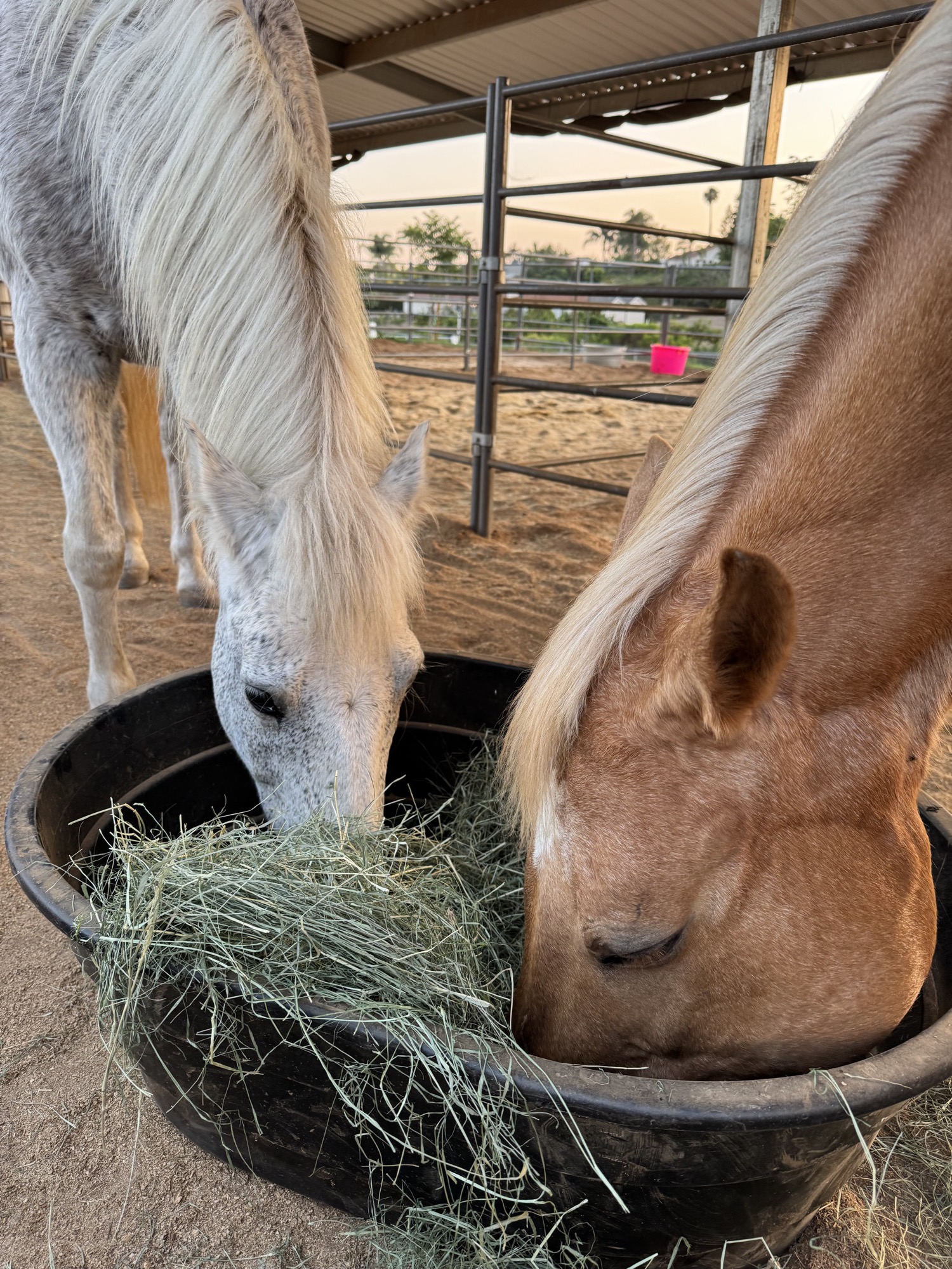 Close-up of a gray horse and a palomino horse eating hay together from a round black tub