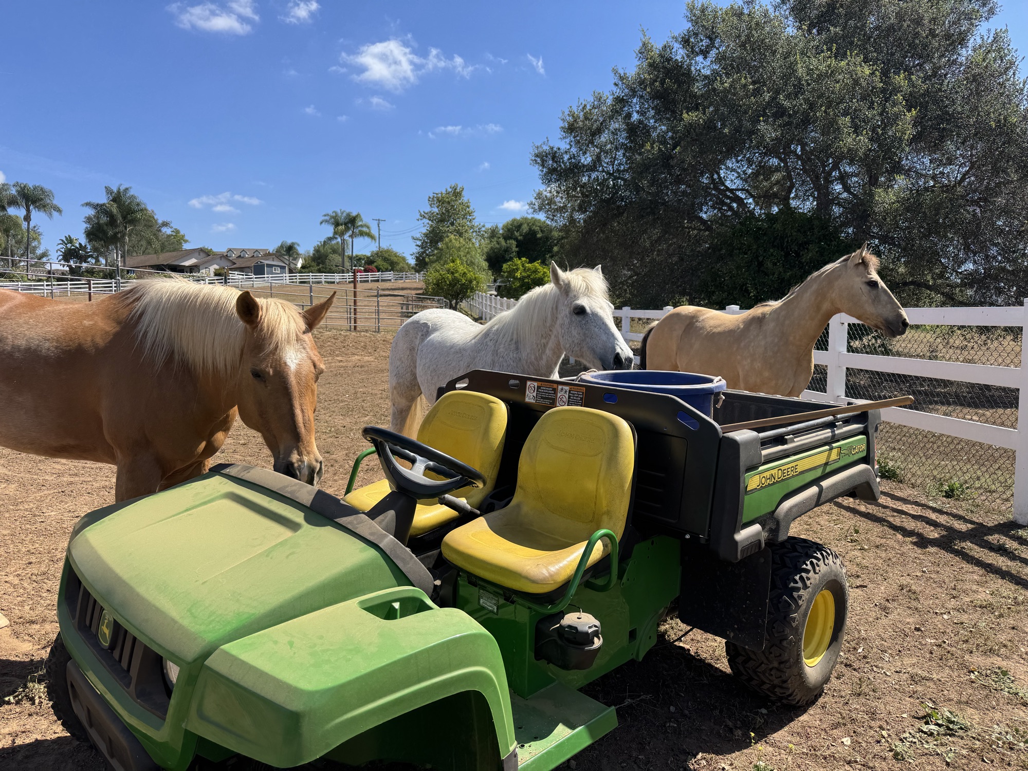 Three horses, two palominos and a gray, gather around a green John Deere utility vehicle in the paddock