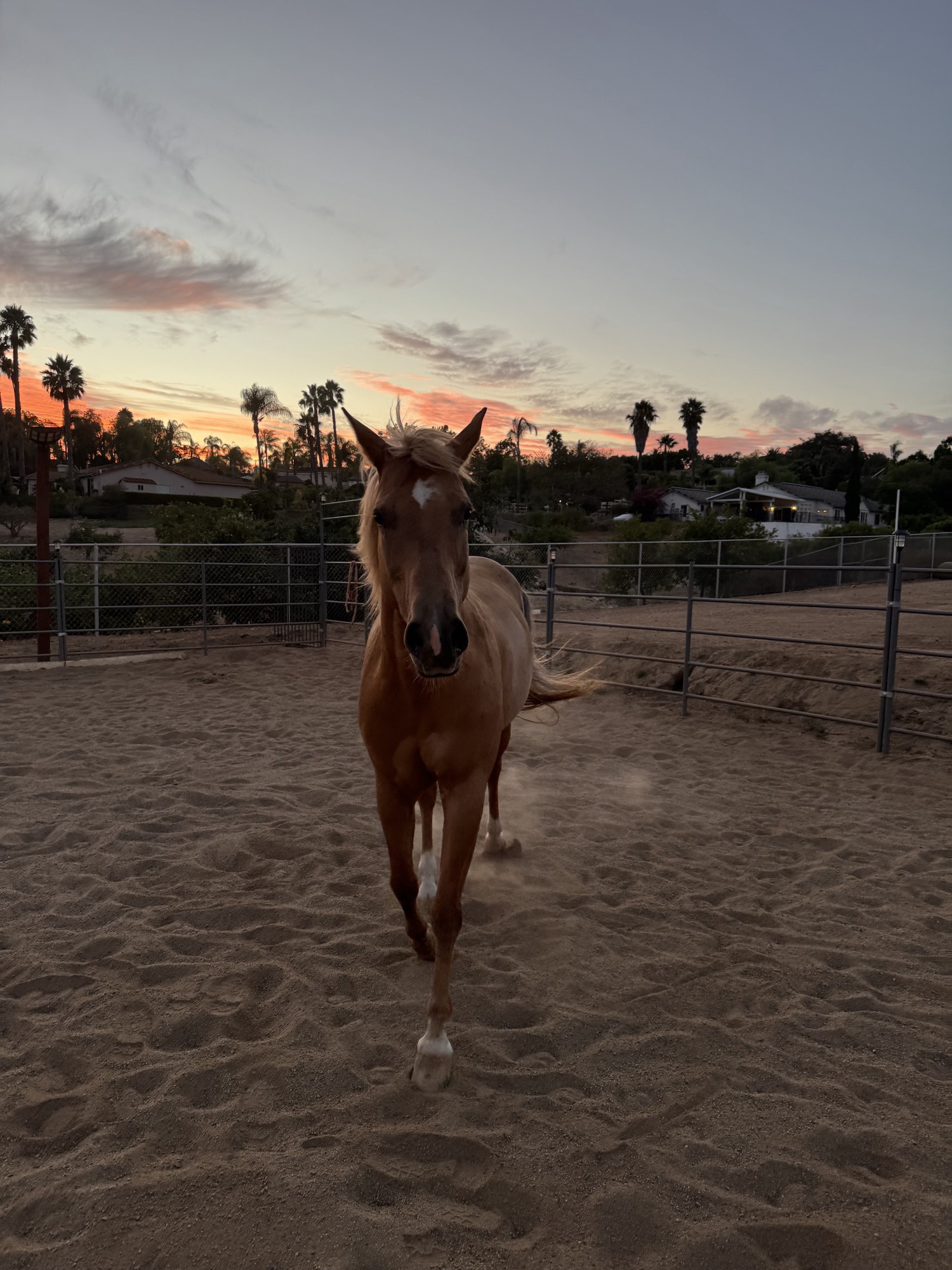A palomino horse with a white blaze walks toward the camera across the arena under a pink sunset sky
