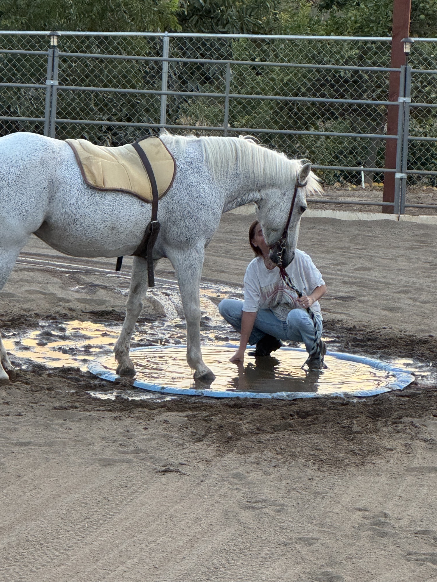 Zoe, a speckled gray horse, lowering her head to a girl crouched beside her in the arena